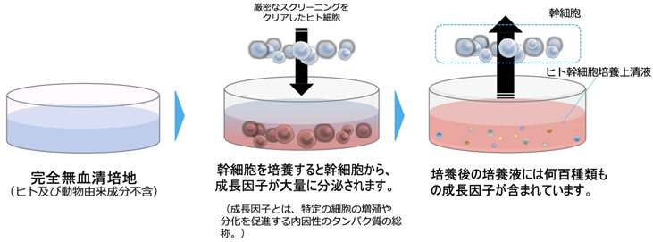 ヒト幹細胞培養上清液