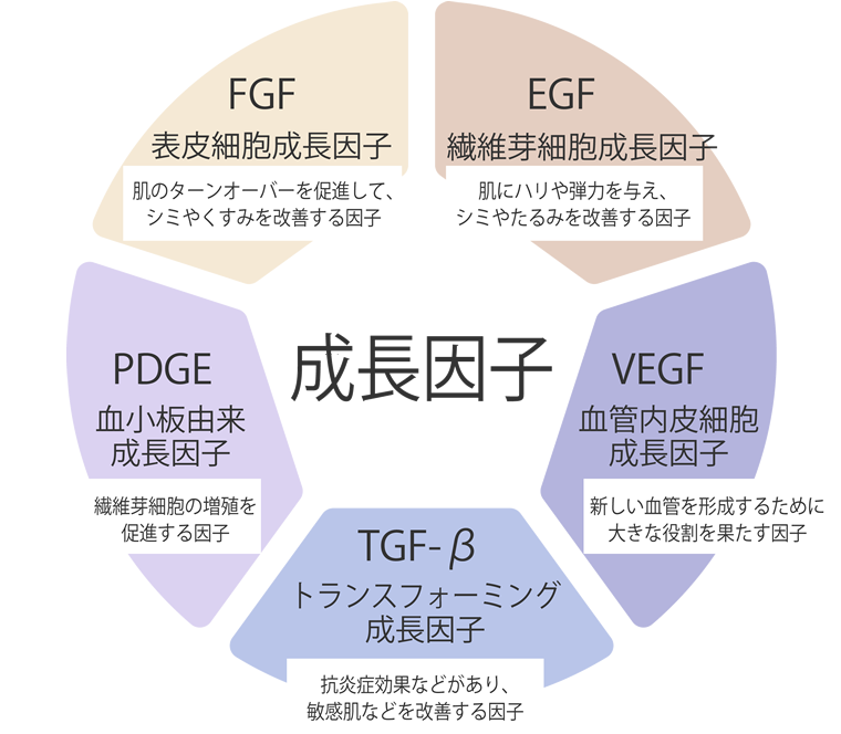 ヒト幹細胞培養上清液